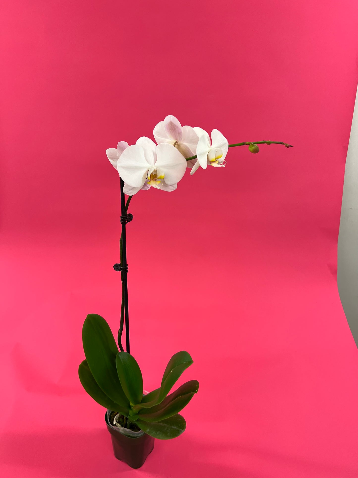 Orchid Beauty