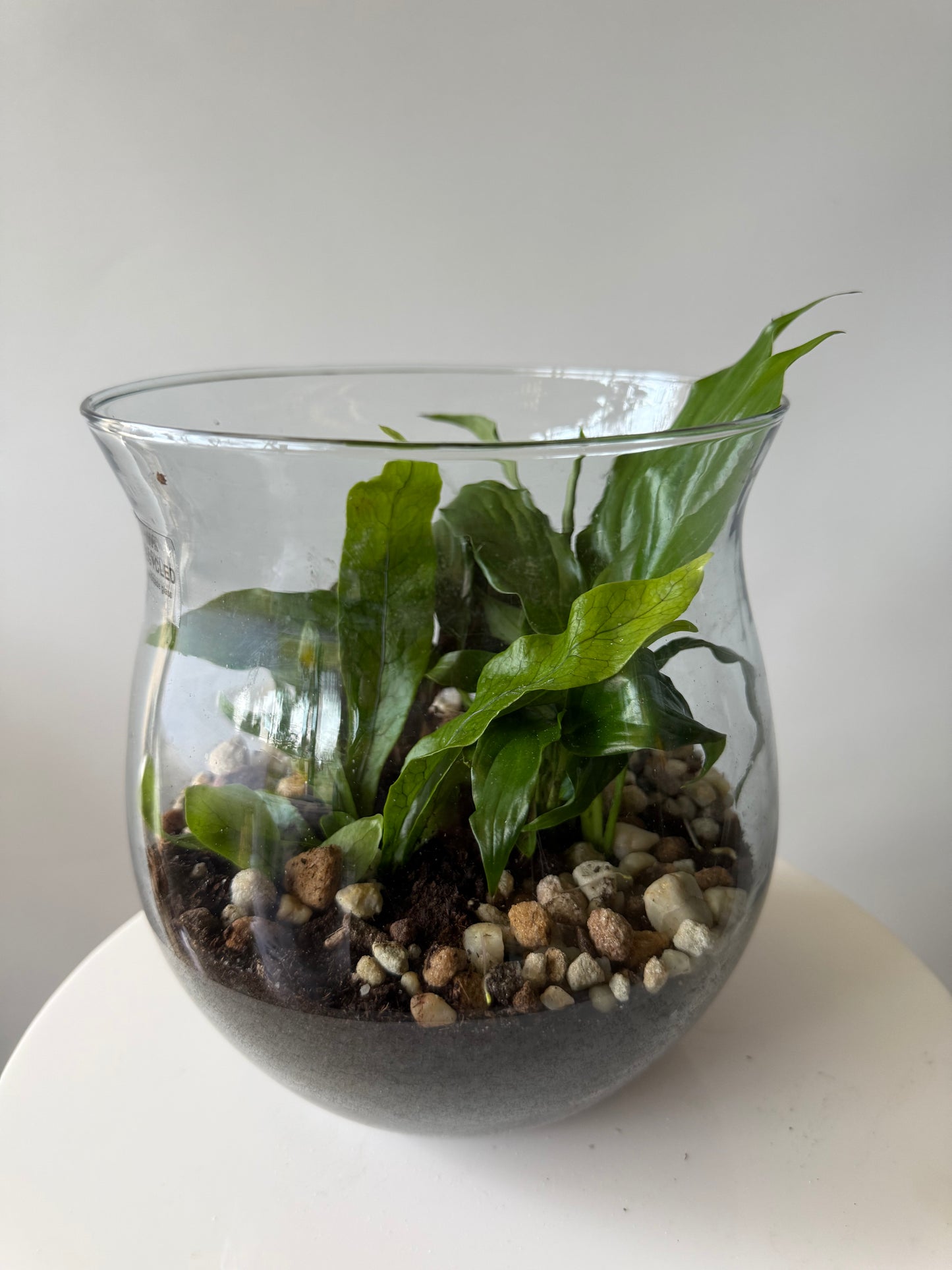 Plant #567