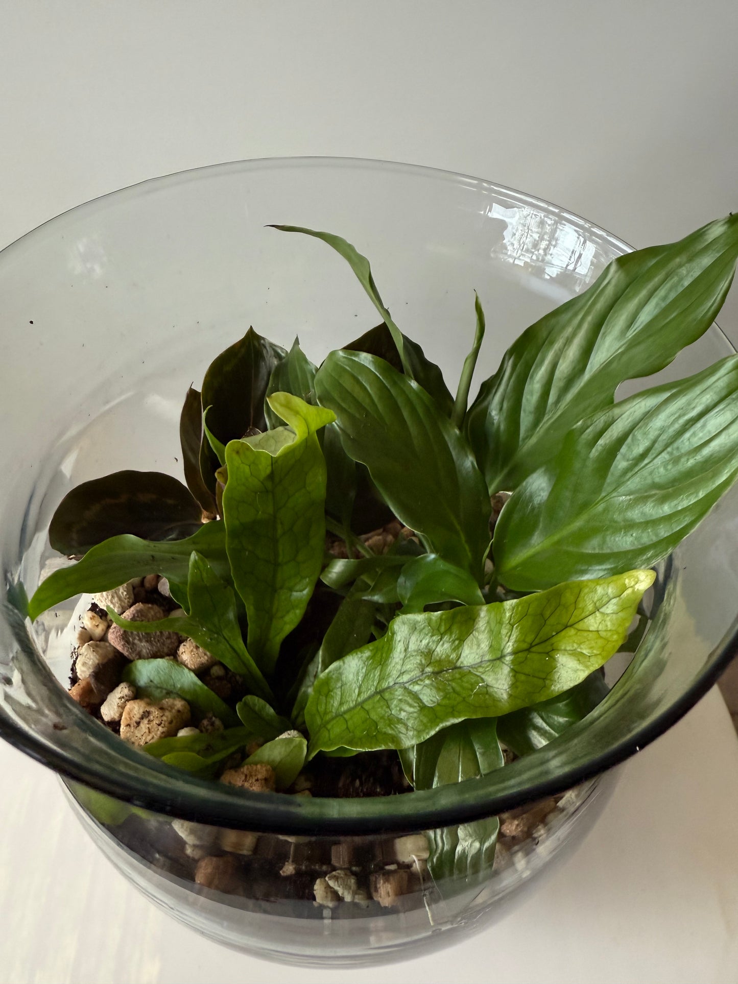 Plant #567