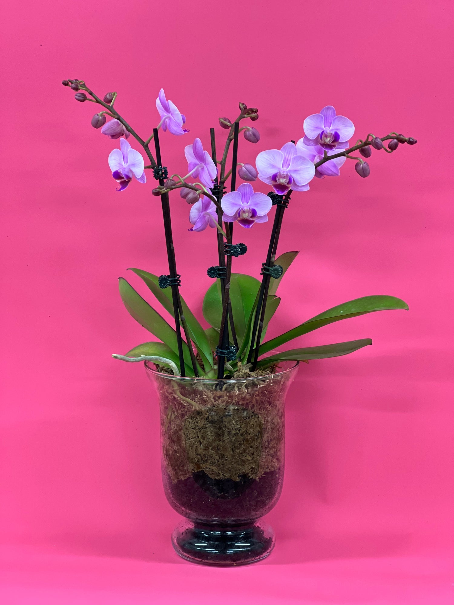 Plants