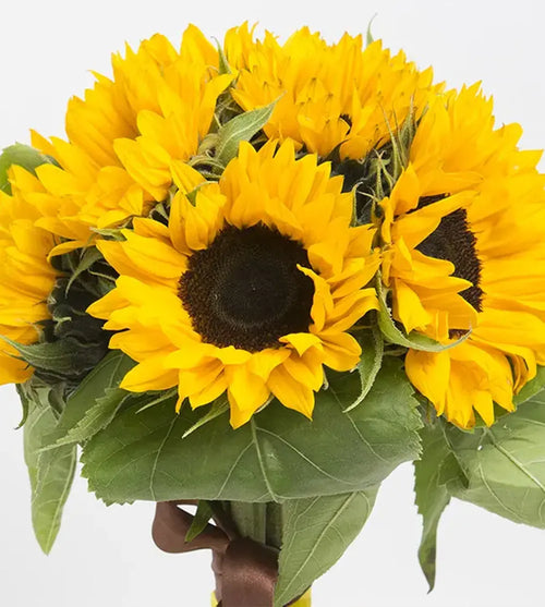 6 Stems of Sunflower Bunch