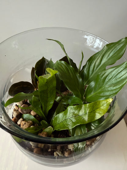 Plant #567