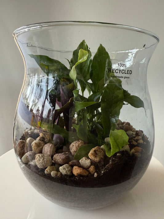 Plant #567