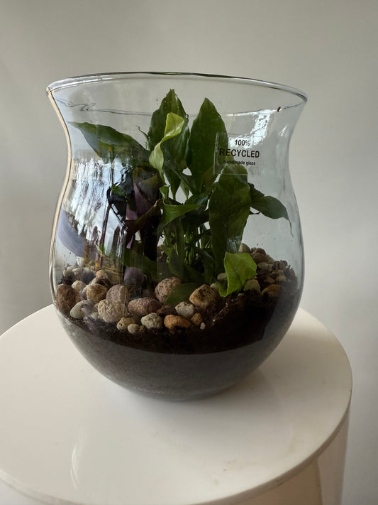 Plant #567
