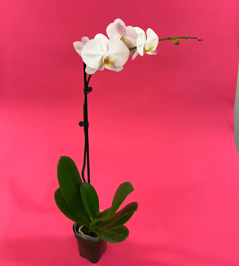 Orchid Beauty