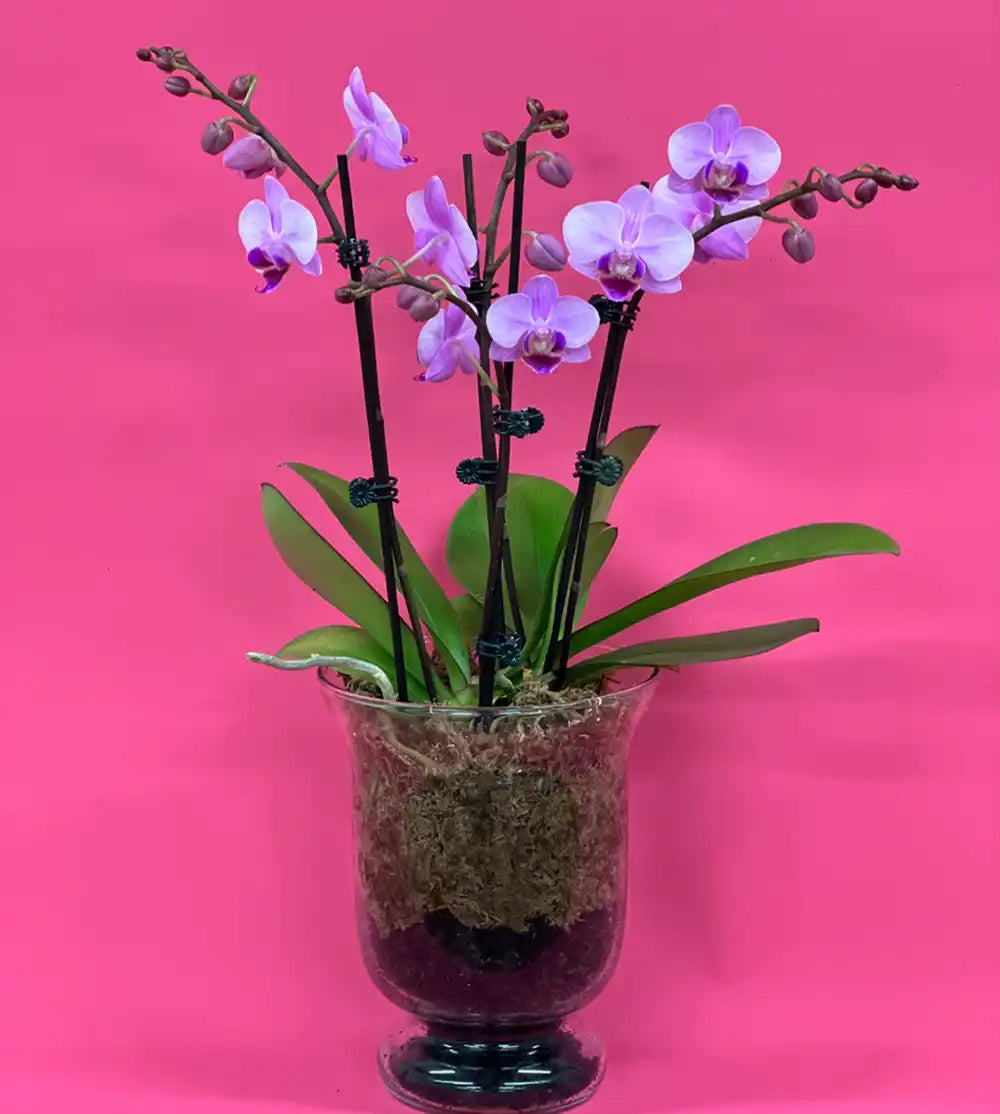 Orchid Beauty