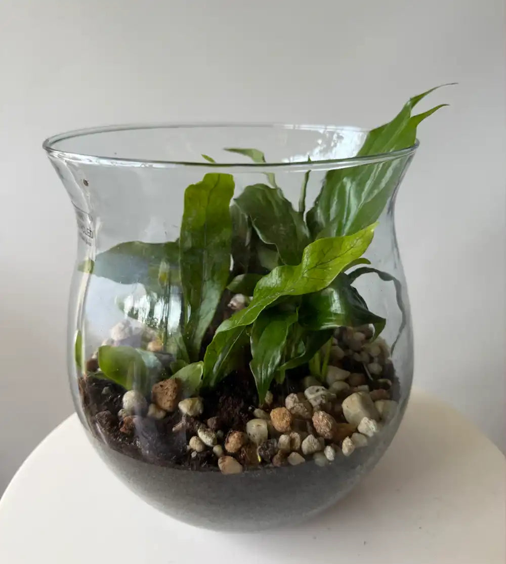 Plant