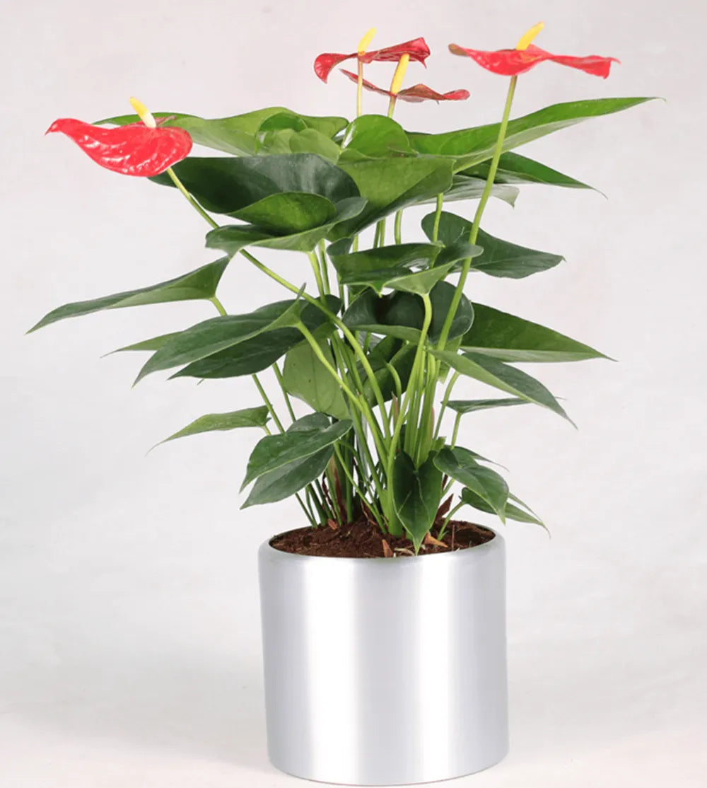 Good Day Plant