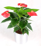 Good Day Plant