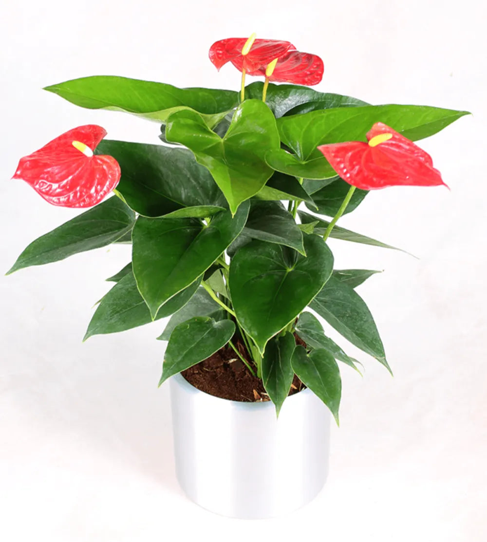 Good Day Plant