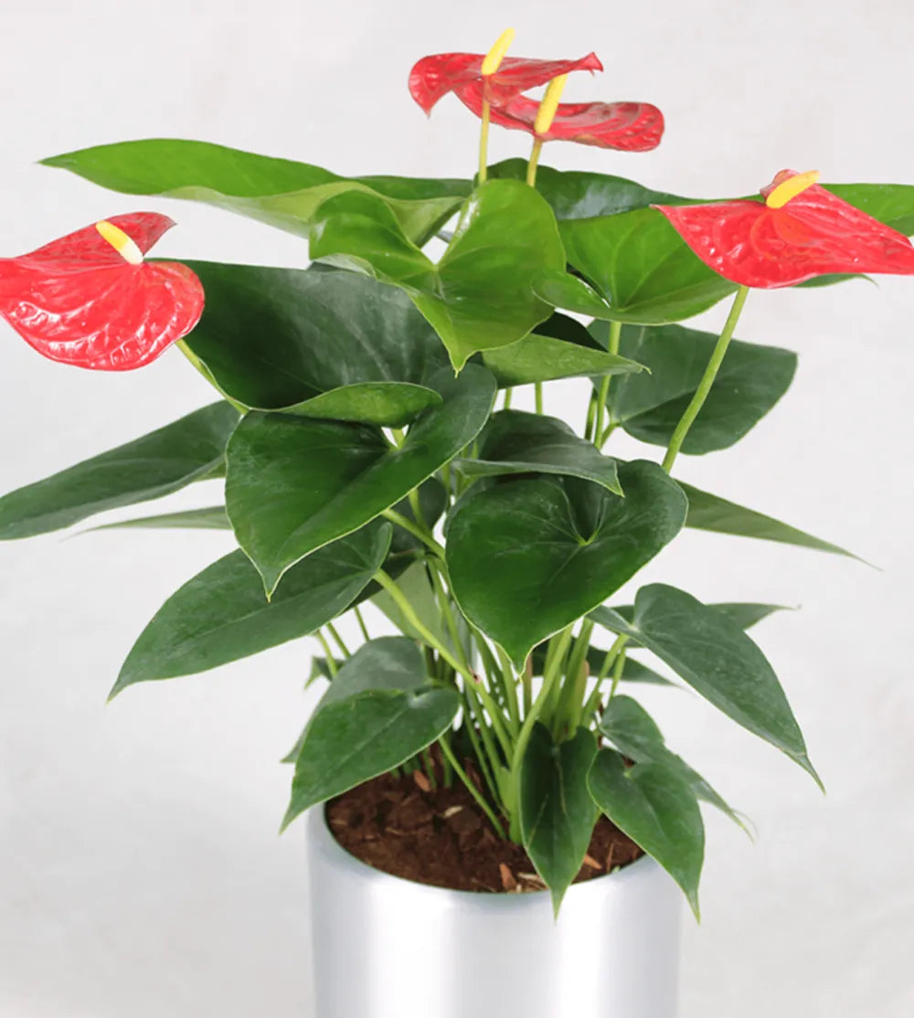 Good Day Plant
